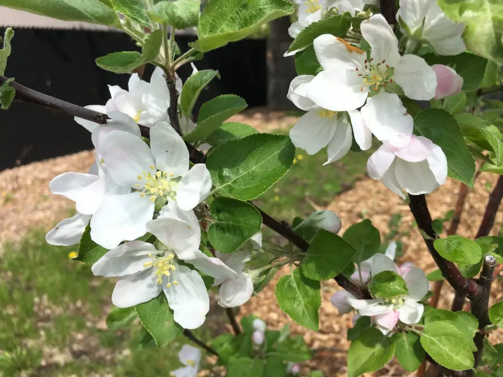 Apple Blossoms